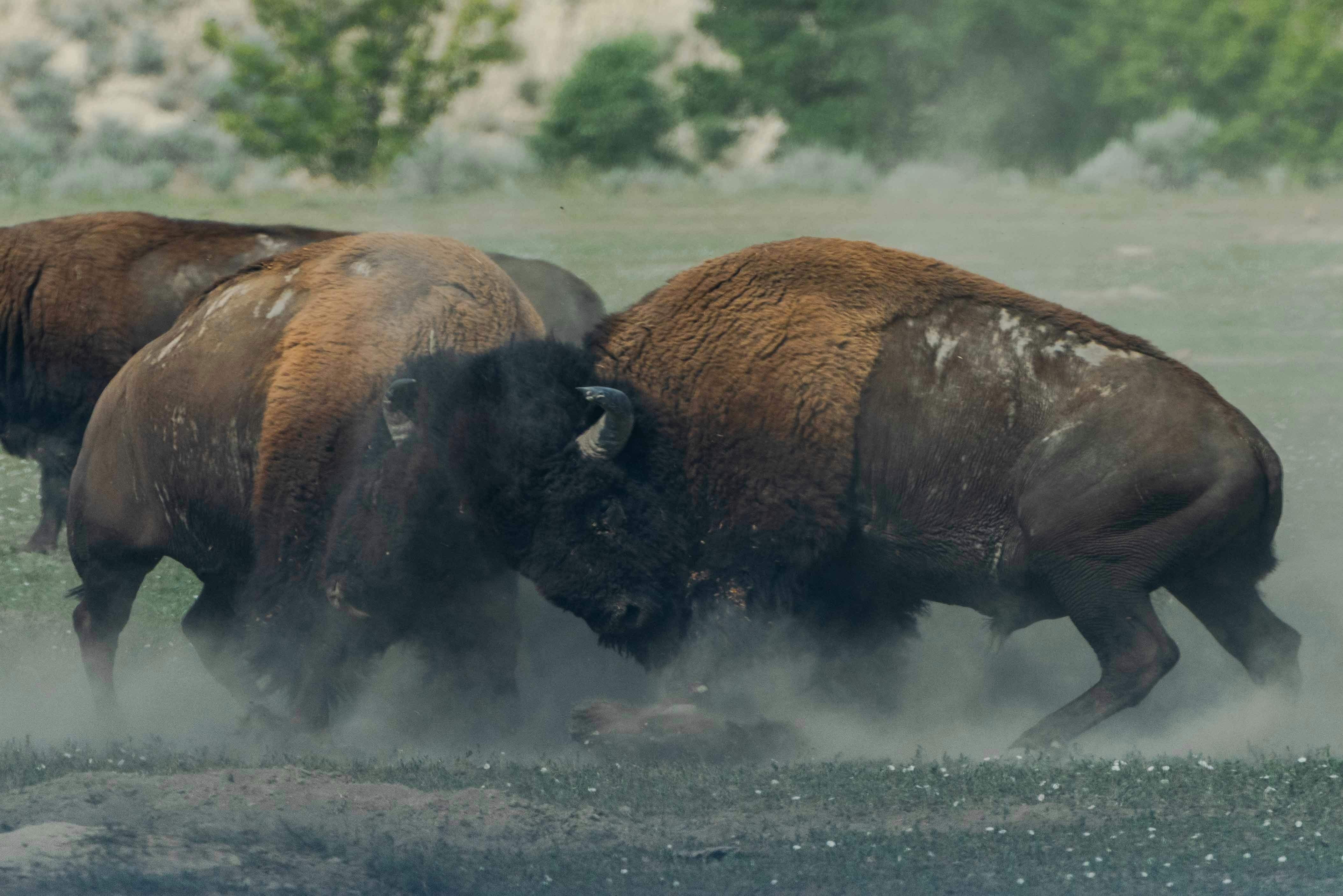 Bison charging